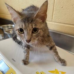 Shelter Stray Female Cat last seen , Memphis, TN 38133