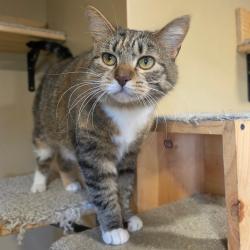Shelter Stray Female Cat last seen , Tipton, IN 46072