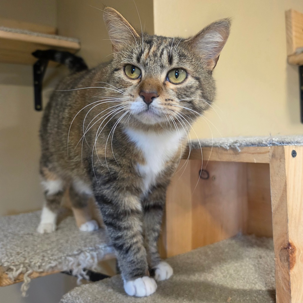 Shelter Stray Female Cat last seen , Tipton, IN 46072