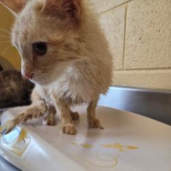Shelter Stray Female Cat last seen , Memphis, TN 38133