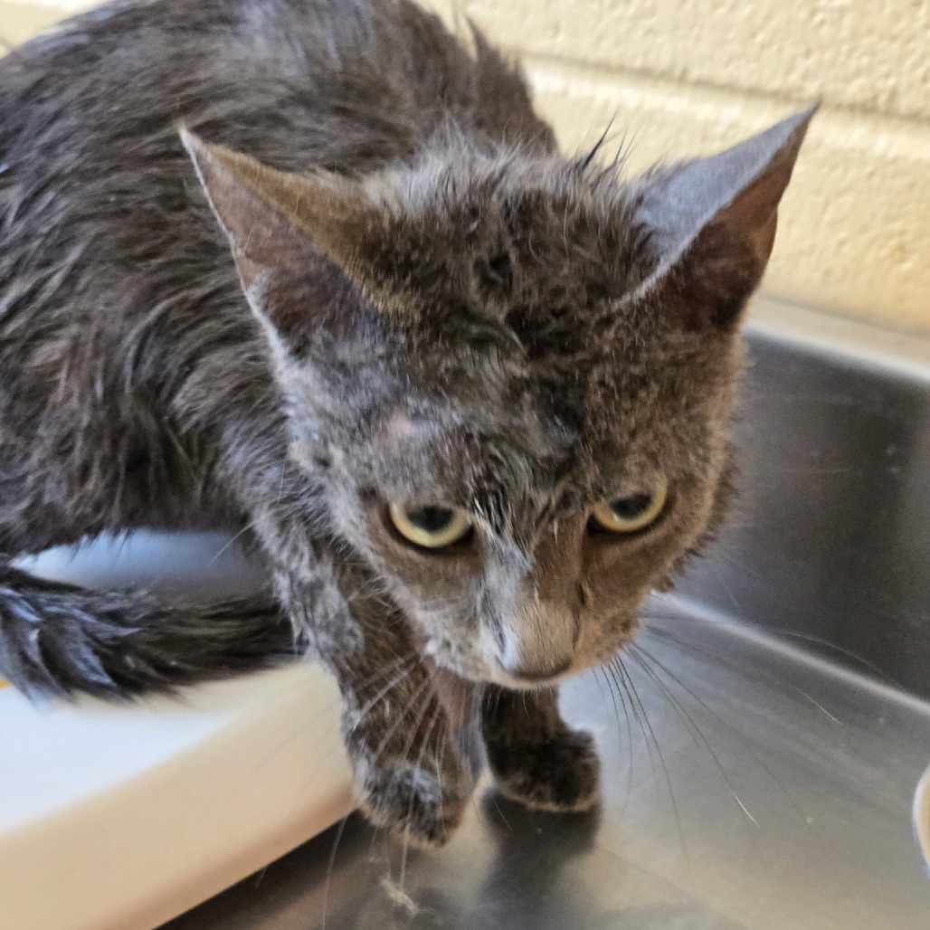 Shelter Stray Female Cat last seen , Memphis, TN 38133