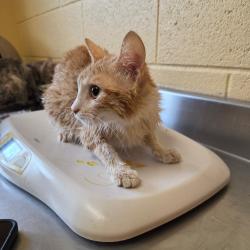 Shelter Stray Female Cat last seen , Memphis, TN 38133