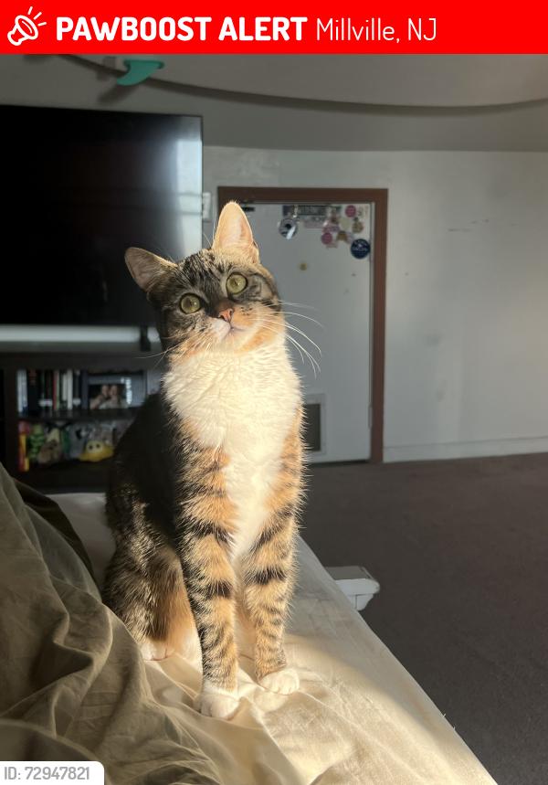 Lost Female Cat last seen 4th and Main st Millville , Millville, NJ 08332