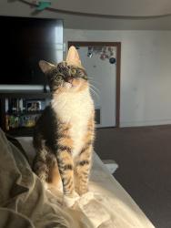 Lost Female Cat last seen 4th and Main st Millville , Millville, NJ 08332