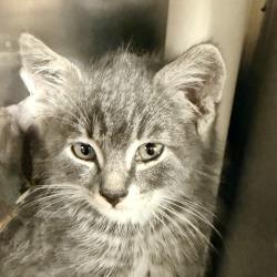 Shelter Stray Male Cat last seen , Palm Springs, CA 92264