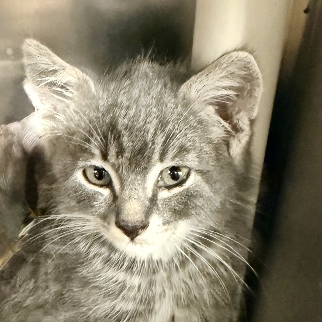 Shelter Stray Male Cat last seen , Palm Springs, CA 92264