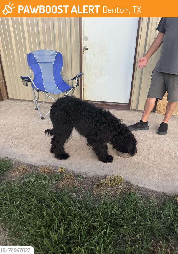 Found/Stray Male Dog last seen Garden apmts in Denton, Denton, TX 76201