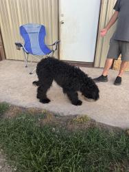 Found/Stray Male Dog last seen Garden apmts in Denton, Denton, TX 76201