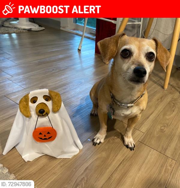 Lost Female Dog last seen Interstate 75 Columbia County Rest Area Northbound, Columbia County, FL 32055