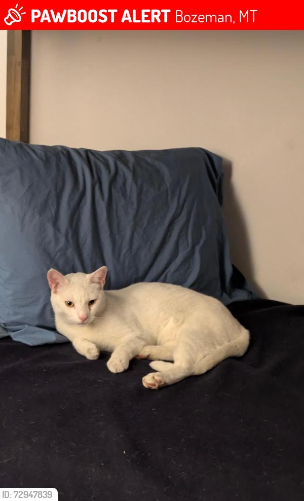 Lost Male Cat last seen Valley Unit Park, Bozeman, MT 59718
