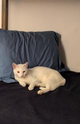 Lost Male Cat last seen Valley Unit Park, Bozeman, MT 59718