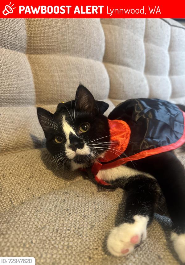 Lost Female Cat last seen Seen Between 158th St Sw and 34Th Place West, Lynnwood, WA 98087