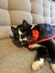 Lost Female Cat last seen Seen Between 158th St Sw and 34Th Place West, Lynnwood, WA 98087