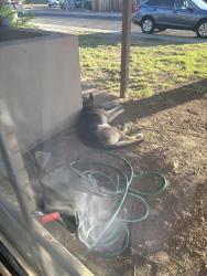 Found/Stray Male Dog last seen Glendora ave, Phoenix, AZ 85033