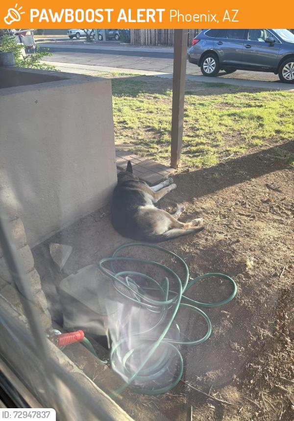 Found/Stray Male Dog last seen Glendora ave, Phoenix, AZ 85033