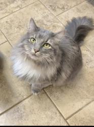 Lost Female Cat last seen Lakeview road, Lenoir City, TN 37772