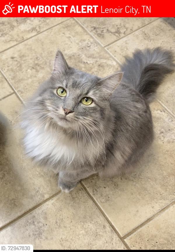 Lost Female Cat last seen Lakeview road, Lenoir City, TN 37772