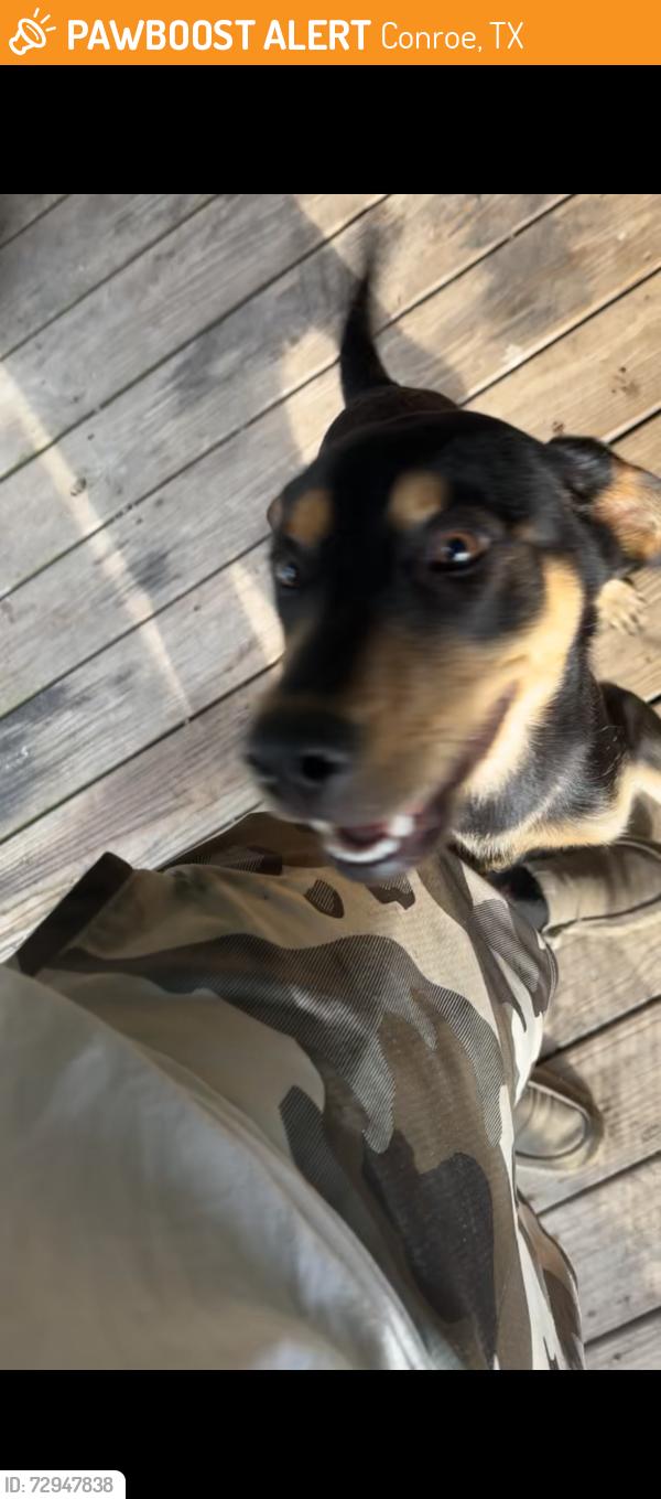 Found/Stray Male Dog last seen Wiggins rd Conroe Tx , Conroe, TX 77302