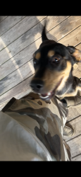 Found/Stray Male Dog last seen Wiggins rd Conroe Tx , Conroe, TX 77302