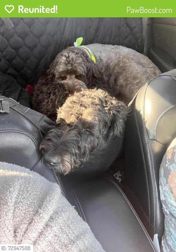 Reunited Male Dog last seen Monserate & Milan , Chula Vista, CA 91910