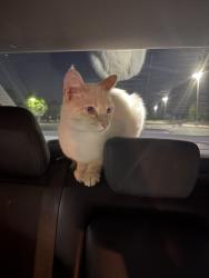Found/Stray Unknown Cat last seen Wellness Center, Tellico Village, TN 37774