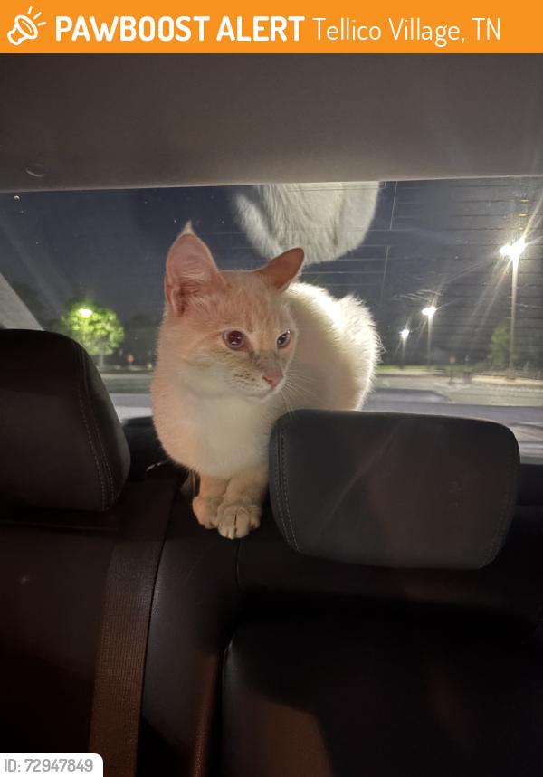 Found/Stray Unknown Cat last seen Wellness Center, Tellico Village, TN 37774