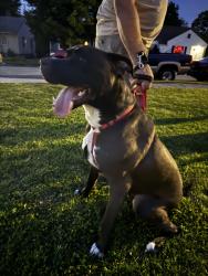 Reunited Male Dog last seen Milikin woods, Hamilton, OH 45013