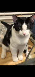 Reunited Male Cat last seen Wurzbach and Vance Jackson, San Antonio, TX 78230
