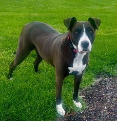 Lost Female Dog last seen Oregon pike , Lititz, PA 17543