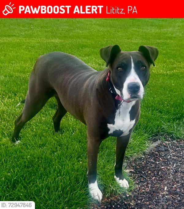 Lost Female Dog last seen Oregon pike , Lititz, PA 17543