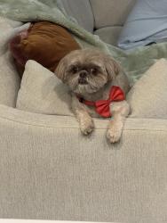 Reunited Male Dog last seen Herts , Spring, TX 77379