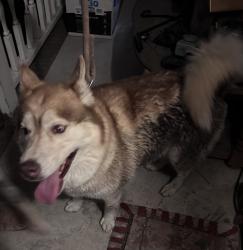 Reunited Unknown Dog last seen Lakeridge drive, Arran lakes west, Fayetteville, NC 28304