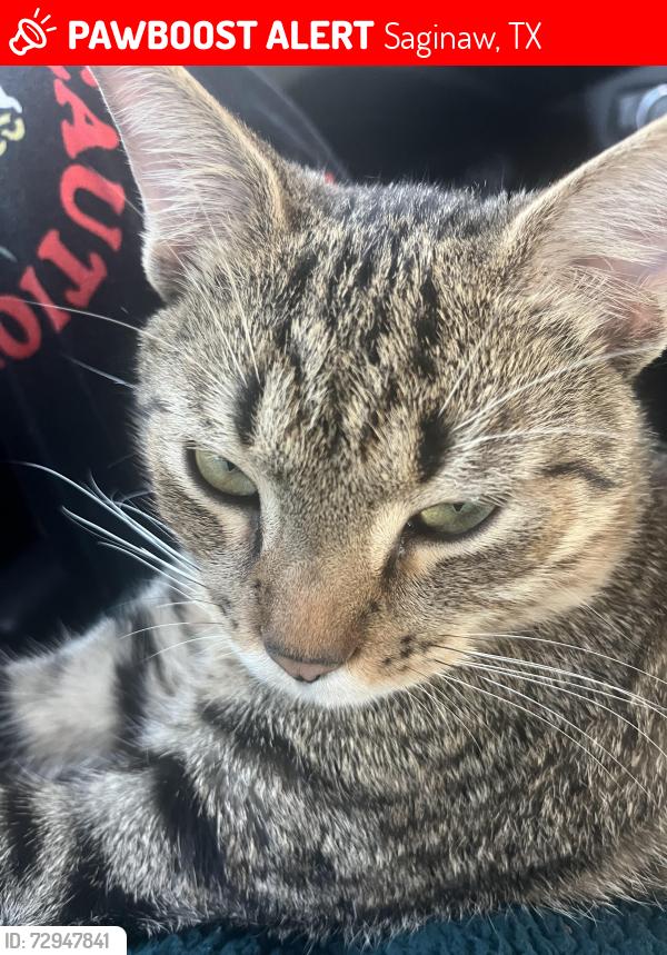 Lost Male Cat last seen Farsight drive and Bowman Roberts rd, Saginaw, TX 76179