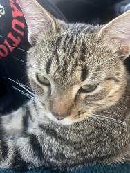 Lost Male Cat last seen Farsight drive and Bowman Roberts rd, Saginaw, TX 76179