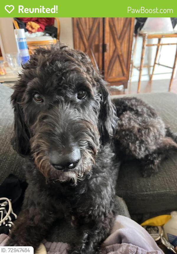 Reunited Male Dog last seen Monserate and Milan , Chula Vista, CA 91910