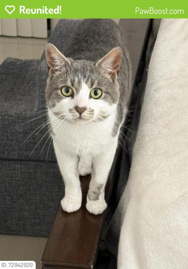 Reunited Male Cat last seen Near NE 169th St North Miami Beach, FL  33162 United States, North Miami Beach, FL 33162
