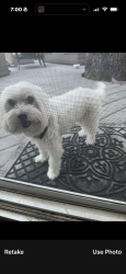Reunited Female Dog last seen Landrum, Folsom, CA 95630