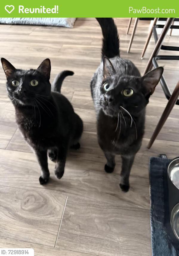 Reunited Female Cat last seen San Victorio Ave NE & Lowell St NE, Albuquerque, NM 87111