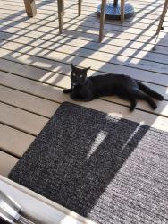 Lost Male Cat last seen South 19th, Tacoma, WA 98466