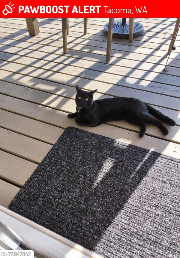 Lost Male Cat last seen South 19th, Tacoma, WA 98466