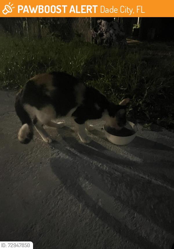 Found/Stray Female Cat last seen North and 20th street, Dade City, FL 33523