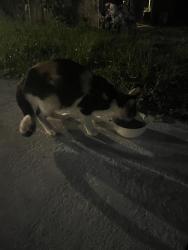 Found/Stray Female Cat last seen North and 20th street , Dade City, FL 33523