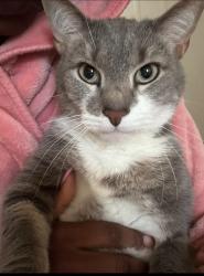 Reunited Male Cat last seen nearest neighborhoods, Woodlawn elementary , security blvd, Lochearn, MD 21207