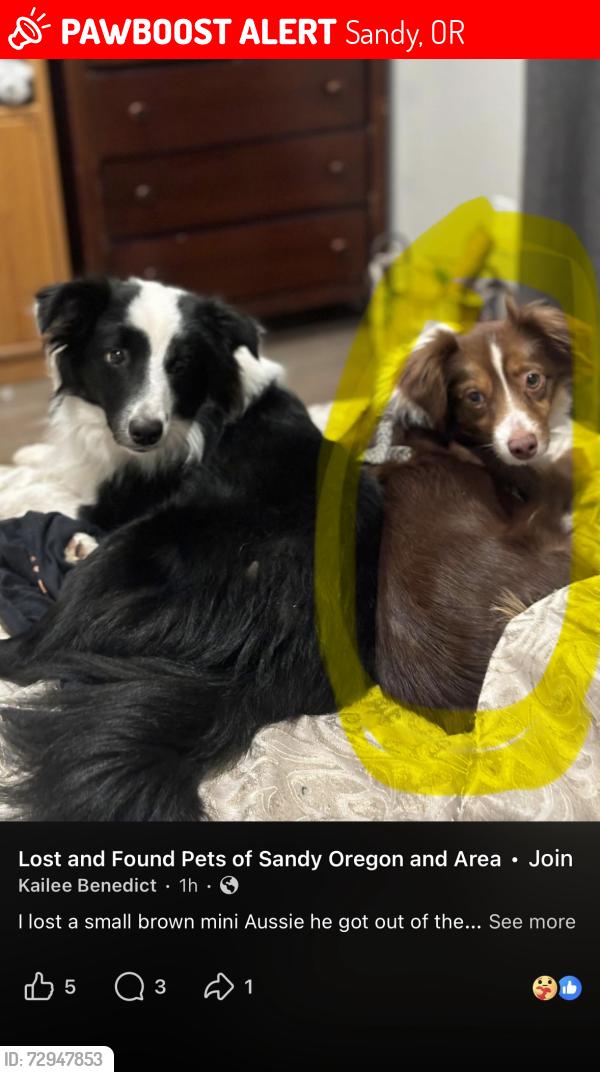 Lost Male Dog last seen Sandy High School And Safeway area , Sandy, OR 97055