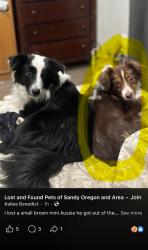 Lost Male Dog last seen Sandy High School And Safeway area , Sandy, OR 97055