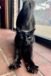 Reunited Male Cat last seen Comanche and Pennsylvania , Albuquerque, NM 87110