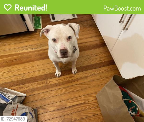 Reunited Female Dog last seen Nash St. also Gold St., Wilson, NC 27893