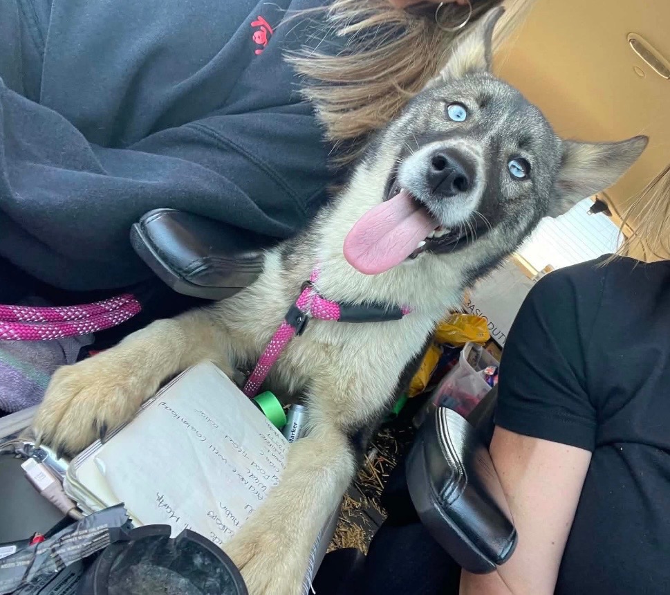Shelter Stray Female Dog last seen , Warren, MI 48089