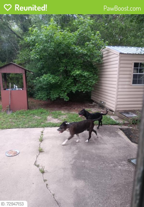Reunited Female Dog last seen W. Ost West and Gross St, Homosassa, FL 34446