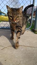 Lost Female Cat last seen Near S Lawrence St, Tacoma WA 98409, Tacoma, WA 98409